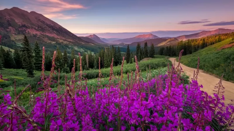 Vivid Colors